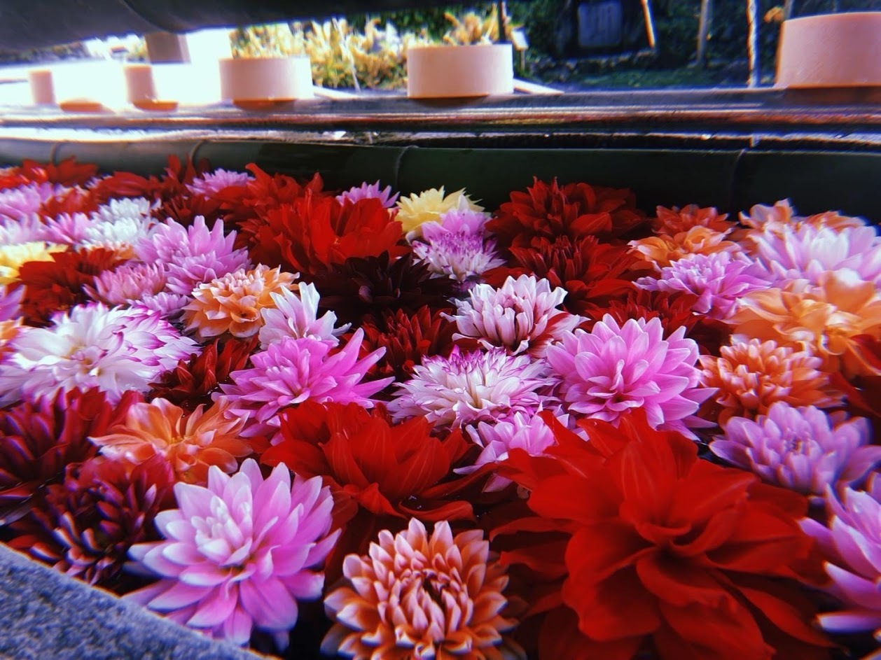 水に浮かぶ花 ぶらり旅写真集